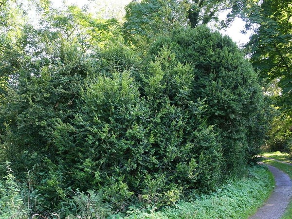 Is tree clear skin 8 aha essence, Whitesburg GA